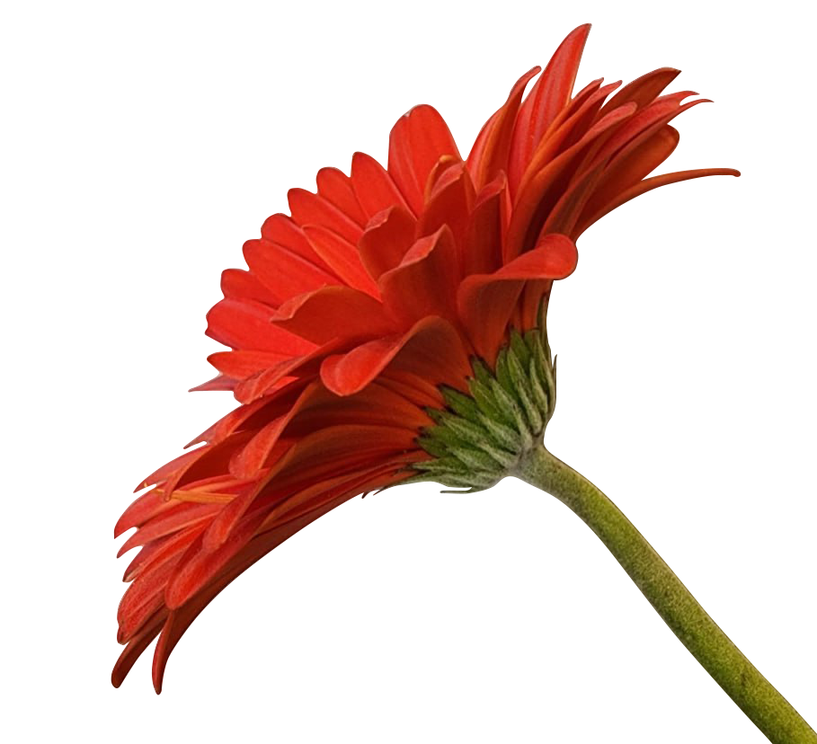 flor_grande